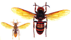 アシナガバチ（左）とスズメバチ（右）の
　大きさの比較