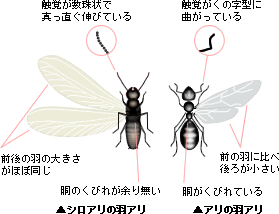 白ありと羽アリの比較